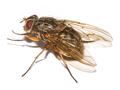 Phaonia valida